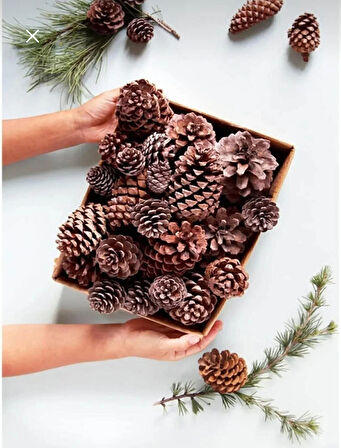 KOZALAK ÇAM AĞACINDAN DOĞAL DEKOR VE BOYAMA İÇİN UYGUNDUR