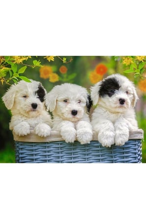 Erkek Çocuk Oyuncak 127658 Cuddly Puppies 200 parça XXL Ravensburger Puzzle Kız Çocuk Eğitici Oyunca