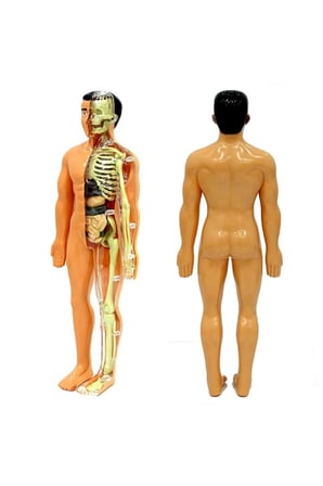 Erkek Çocuk Oyuncak The Human Body İnsan Vücudu 3D Eğitim Seti 3302 Kız Çocuk Eğitici Oyuncaklar