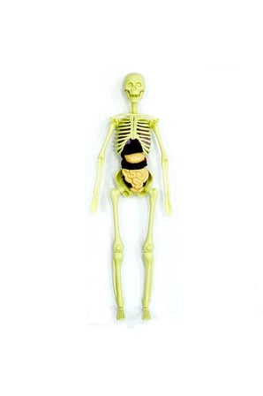 Erkek Çocuk Oyuncak The Human Body İnsan Vücudu 3D Eğitim Seti 3302 Kız Çocuk Eğitici Oyuncaklar