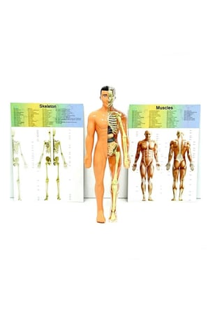 Erkek Çocuk Oyuncak The Human Body İnsan Vücudu 3D Eğitim Seti 3302 Kız Çocuk Eğitici Oyuncaklar