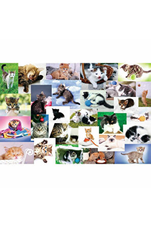 Erkek Çocuk Oyuncak 17332 Trefl/60 PUZZLE CATS WORLD YAPBOZ Kız Çocuk Eğitici Oyuncaklar