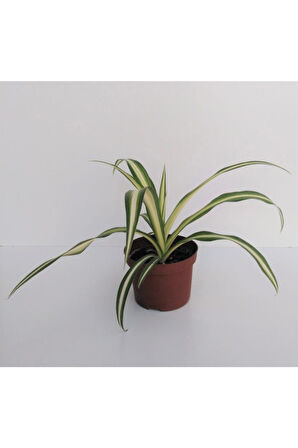 Kurdele Çiçeği 1 Adet Chlorophytum Kurdela Çiçeği 