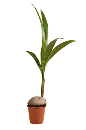 Hindistan Cevizi Palmiyesi Bitkisi XL Boy 'Cocos Nucifera