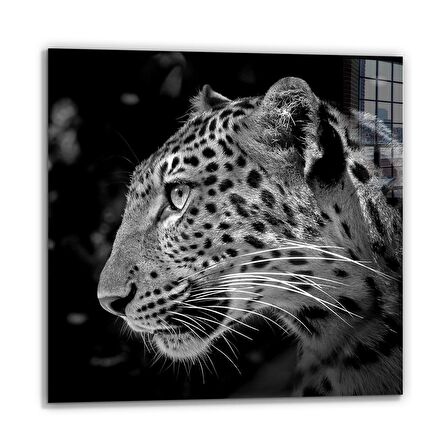 DCHCA4875 - Cam Baskı Kare Tablo / Leopar - 50 x 50 cm