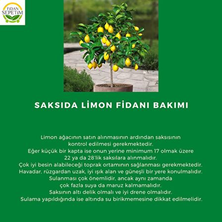 Dekoratif Saksılı Tijli Limon Fidanı