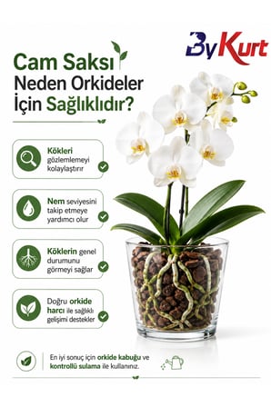 Cam Orkide Saksısı 13 cm Şeffaf Cam Saksı 12 Pota Uyumlu Dekoratif Orkide Saksısı 2 Adet