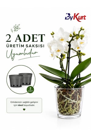 Cam Orkide Saksısı 13 cm Şeffaf Cam Saksı 12 Pota Uyumlu Dekoratif Orkide Saksısı 2 Adet