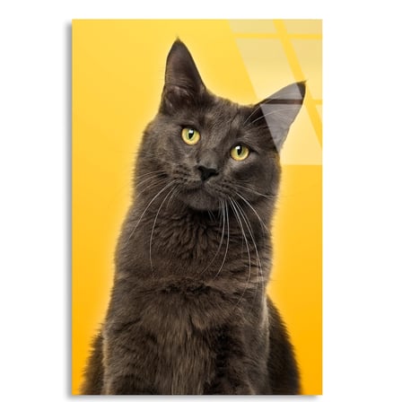 Sarı Fonda Gri Kedi Cam Tablo 35x50 cm