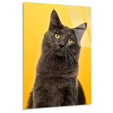 Sarı Fonda Gri Kedi Cam Tablo 35x50 cm