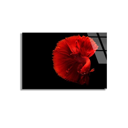 Kırmızı Beta Balığı Cam Tablo 50x35 cm