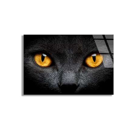 Sarı Gözlü Kedi Cam Tablo 50x35 cm