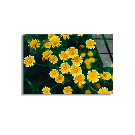 Sarı Papatyalar Cam Tablo 50x35 cm