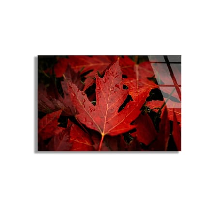 Kızıl Yapraklar Cam Tablo 50x35 cm