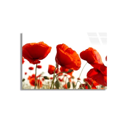 Kırmızı Gelincikler Cam Tablo 50x35 cm