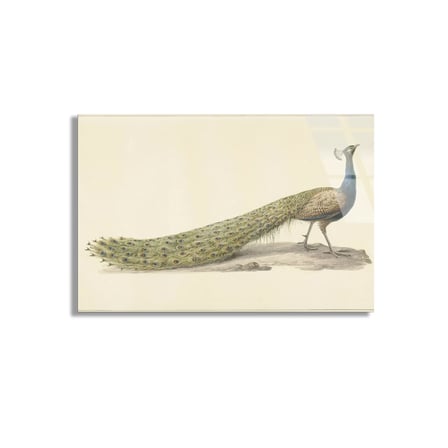 Tavus Kuşu Çizimi Cam Tablo 50x35 cm
