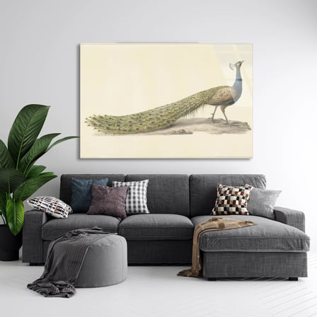 Tavus Kuşu Çizimi Cam Tablo 50x35 cm