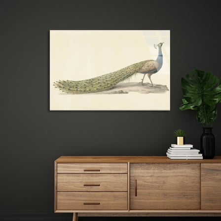 Tavus Kuşu Çizimi Cam Tablo 50x35 cm