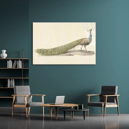 Tavus Kuşu Çizimi Cam Tablo 50x35 cm