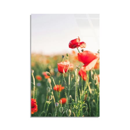 Kırmızı Gelincik Tarlası Cam Tablo 35x50 cm