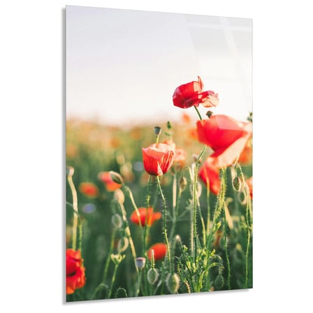 Kırmızı Gelincik Tarlası Cam Tablo 35x50 cm