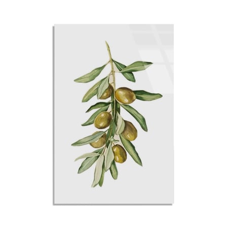 Zeytin Dalı Suluboya Cam Tablo 35x50 cm