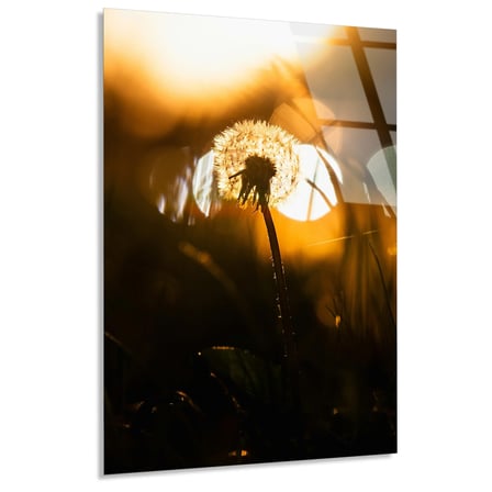Karahindiba Günbatımı Cam Tablo 35x50 cm