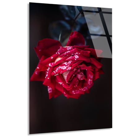 Koyu Zeminde Kırmızı Gül Cam Tablo 35x50 cm