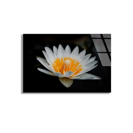Beyaz Lotus Çiçeği Cam Tablo 50x35 cm