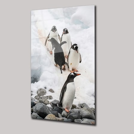 Penguenler Cam Tablo 35x50 cm