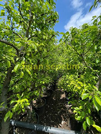 10 Yaş Aşılı Deveci Armut Fidanı