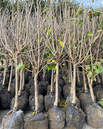 6 Yaş Aşılı Yarımca (Early Burlat) Kiraz Fidanı 'Rootball'