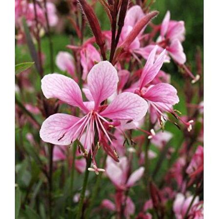 Gaura (Oenothera Lindheimeri)