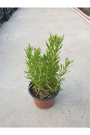 Rosmarinus Officinalis Biberiye Fidanı 10-20 cm