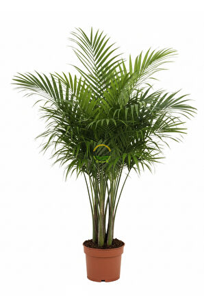 Kentia Palmiyesi Bitkisi XL Boy  'Howea Forsteriana'