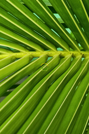 Kentia Palmiyesi Bitkisi XL Boy  'Howea Forsteriana'