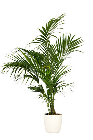 Kentia Palmiyesi Bitkisi XL Boy  'Howea Forsteriana'