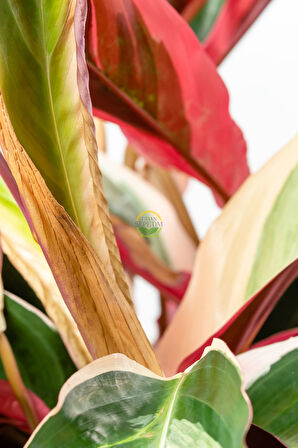 Calathea Triostar Bitkisi 'Dua Çiçeği'