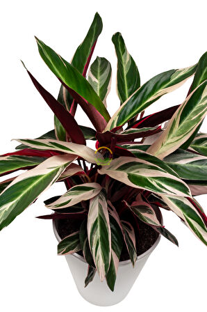 Calathea Triostar Bitkisi 'Dua Çiçeği'