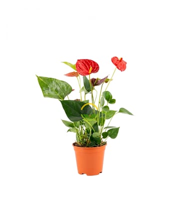 Antoryum Çiçeği 30cm 'Anthurium Andraeanum' (Flamingo Çiçeği)