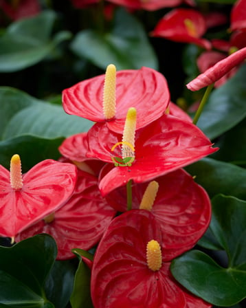 Antoryum Çiçeği 30cm 'Anthurium Andraeanum' (Flamingo Çiçeği)