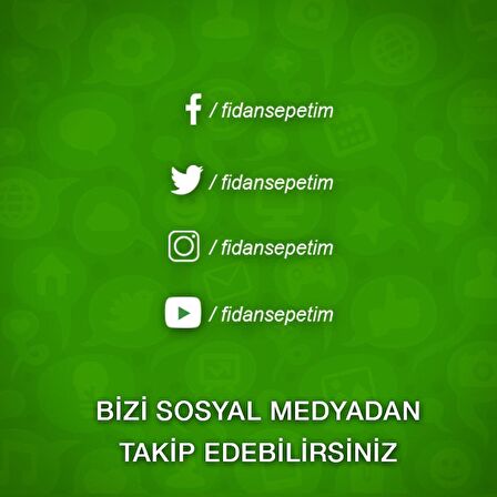 5 Yaş Hicaz Nar Fidanı (Mayhoş)