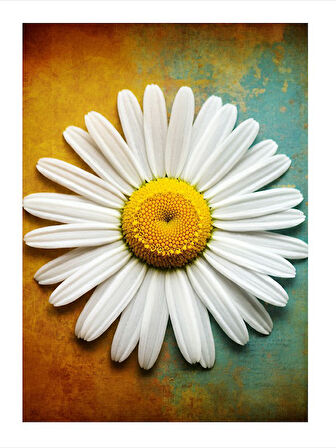 Beyaz Papatya Çiçeği Art Mdf Poster