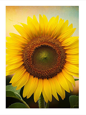 Güneşin Yüzü Ayçiçeği Dekoratif ahşap Tablo