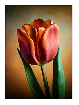 Kırmızı Lalelerin Zarafeti Art Mdf Tablo