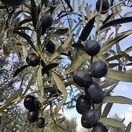 Gemlik Zeytin Fidanı (Tüplü / 100-120 cm)