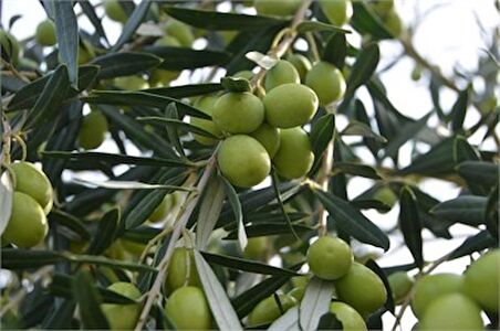 Gemlik Zeytin Fidanı (Tüplü / 100-120 cm)