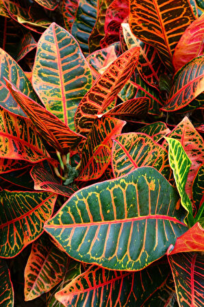 Kroton Bitkisi XL Boy 'Croton Mammey'