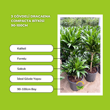 3 Gövdeli Dracaena Compacta Bitkisi 90-100cm