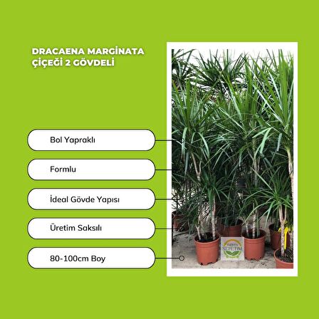 Dracaena Marginata Çiçeği 2 Gövdeli 80-100cm